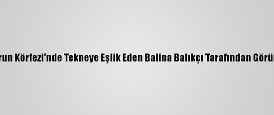 İskenderun Körfezi'nde Tekneye Eşlik Eden Balina Balıkçı Tarafından Görüntülendi