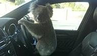В Австралии коала сначала стала причиной аварии, а потом позировала за рулем как ни в чем не бывало
