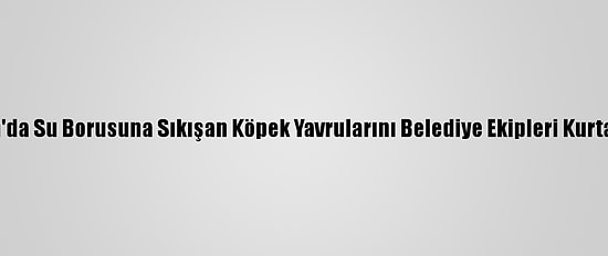 Van'da Su Borusuna Sıkışan Köpek Yavrularını Belediye Ekipleri Kurtardı