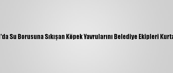 Van'da Su Borusuna Sıkışan Köpek Yavrularını Belediye Ekipleri Kurtardı