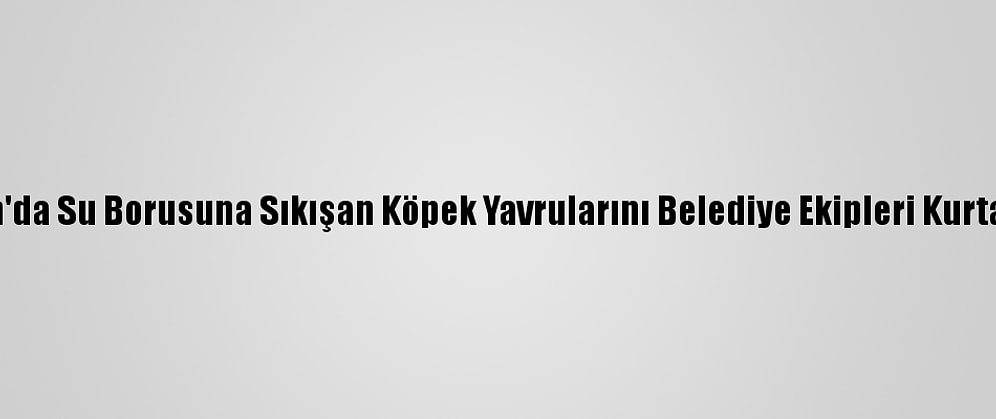 Van'da Su Borusuna Sıkışan Köpek Yavrularını Belediye Ekipleri Kurtardı