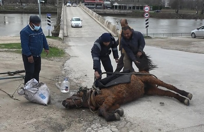 Eziyetin Böylesi! Aşırı Yükten Yere Yığılan Atı, Kuyruğundan Çekerek Ayağa Kaldırdılar