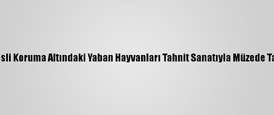 Van'da Nesli Koruma Altındaki Yaban Hayvanları Tahnit Sanatıyla Müzede Tanıtılacak