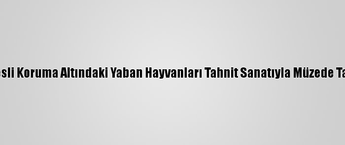 Van'da Nesli Koruma Altındaki Yaban Hayvanları Tahnit Sanatıyla Müzede Tanıtılacak