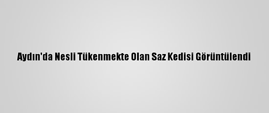Aydın'da Nesli Tükenmekte Olan Saz Kedisi Görüntülendi