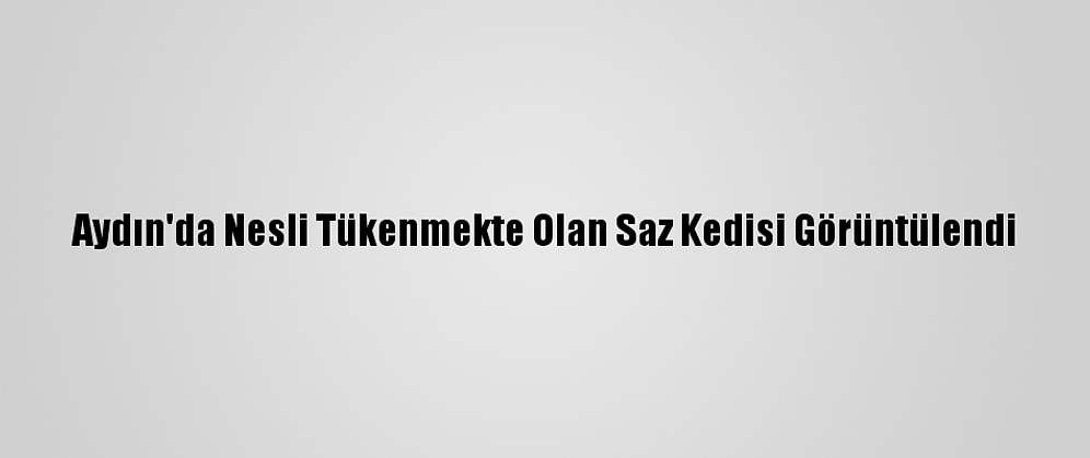 Aydın'da Nesli Tükenmekte Olan Saz Kedisi Görüntülendi