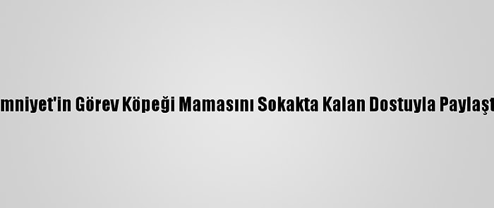 Emniyet'in Görev Köpeği Mamasını Sokakta Kalan Dostuyla Paylaştı