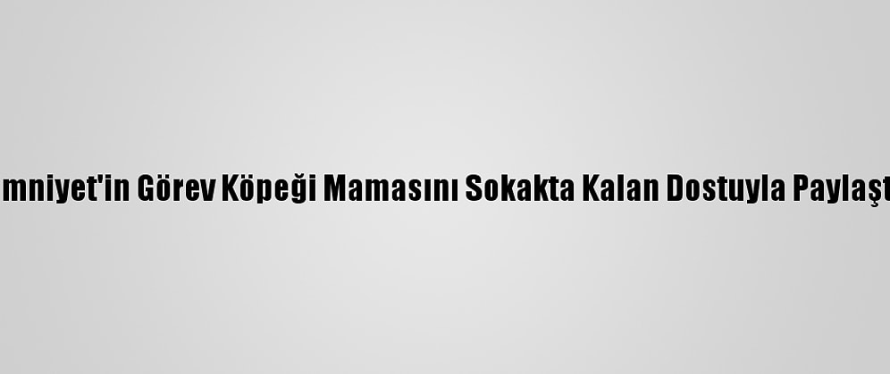 Emniyet'in Görev Köpeği Mamasını Sokakta Kalan Dostuyla Paylaştı