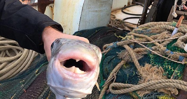 30 Ocak sabahı, İskenderun Metalurji Limanı’na ulaşan geminin aşçısı Şahin Yılmaz, ikinci kaptan Alak'ın isteği üzerine balon balıklarını temizleyerek pişirdi.