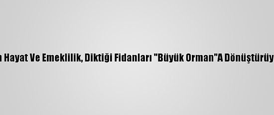 Nn Hayat Ve Emeklilik, Diktiği Fidanları "Büyük Orman"A Dönüştürüyor