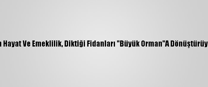 Nn Hayat Ve Emeklilik, Diktiği Fidanları "Büyük Orman"A Dönüştürüyor