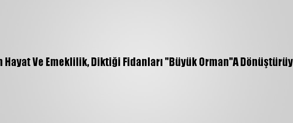 Nn Hayat Ve Emeklilik, Diktiği Fidanları "Büyük Orman"A Dönüştürüyor