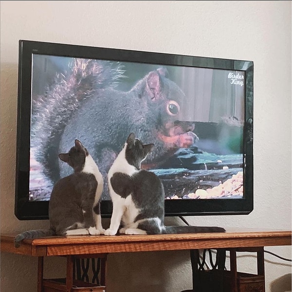 6. Ривер любит проводить время со своим младшим братом Реми: они постоянно играют и даже вместе смотрят телевизор! :)