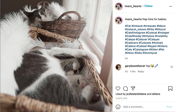 9. Если вам понравилась история про Ривера и Реми, и вы хотели бы продолжать следить за их новой жизнью в новой семье, то подписывайтесь на их собственную (!) страничку в Инстаграм @rivers_hearts 💖💖💖.