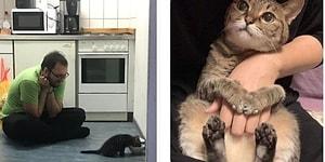 25 самых очаровательных фото пушистиков, которые дадут вам ответ на вопрос "Зачем мне заводить кошку"