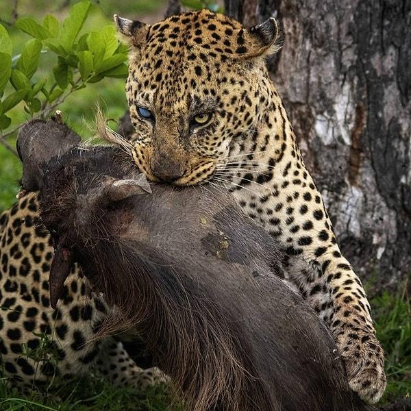 3. Yaban domuzu avlayan ve tek gözü görmeyen bir leopar: