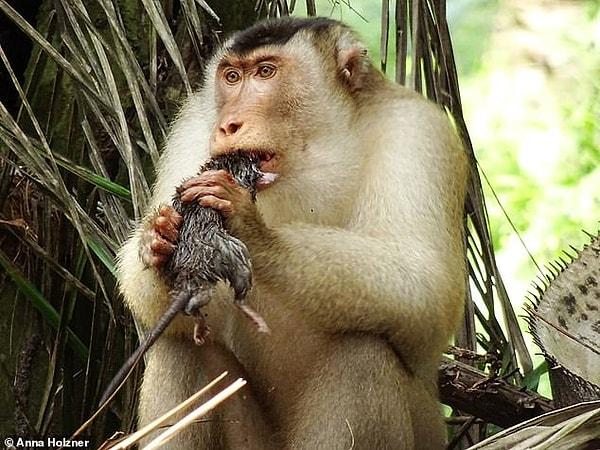 7. Güneydoğu Asya'da yaşayan ve elindeki fareyi kemiren bir domuz kuyruklu maymun: