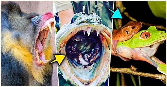 Doğanın Korkutucu Yüzünü İliklerinize Kadar Hissetmenize Sebep Olacak Birbirinden Ürkütücü 15 Yeni Fotoğraf