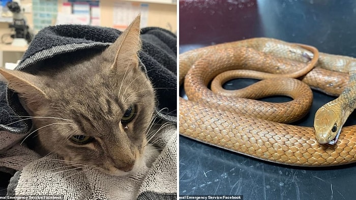 В Австралии домашний кот погиб, спасая двух детей от нападения ядовитой змеи