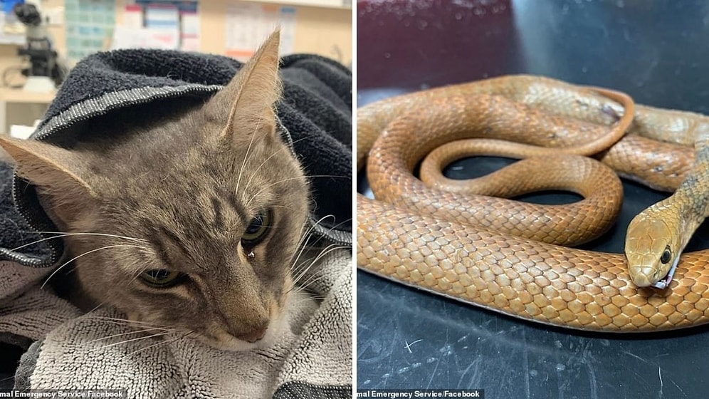 В Австралии домашний кот погиб, спасая двух детей от нападения ядовитой змеи