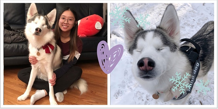 Невидящая хаски не может сдержать своей радости в момент, когда первый раз в году бежит по пушистому снегу ❄️