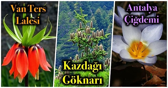 Bu Toprakların Zenginliği Dünyaya Bedel! Ana Vatanı Anadolu Olduğunu Belki de İlk Kez Duyacağınız 12 Bitki