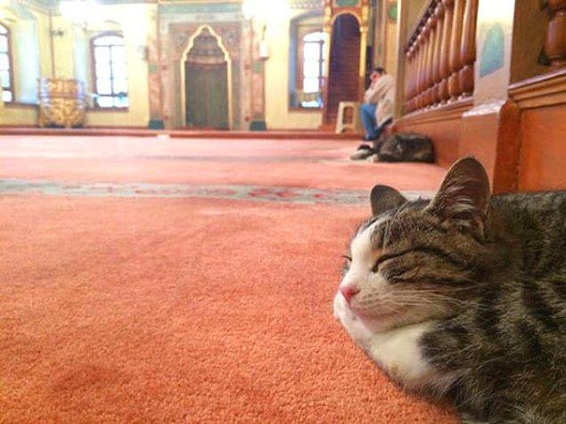'Hz. Muhammed’in kedi sevgisi biliniyor'