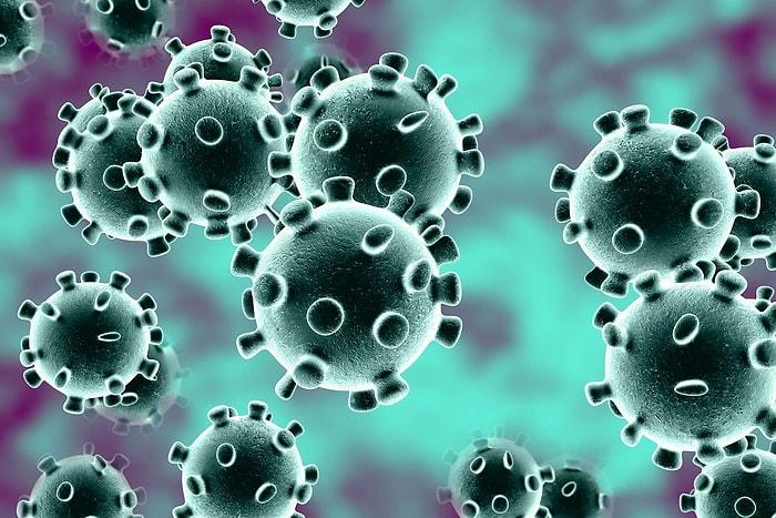 Yeni Bir Koronavirüs Pandemisine Neden Olabilecek 876 Memeli Belirlendi