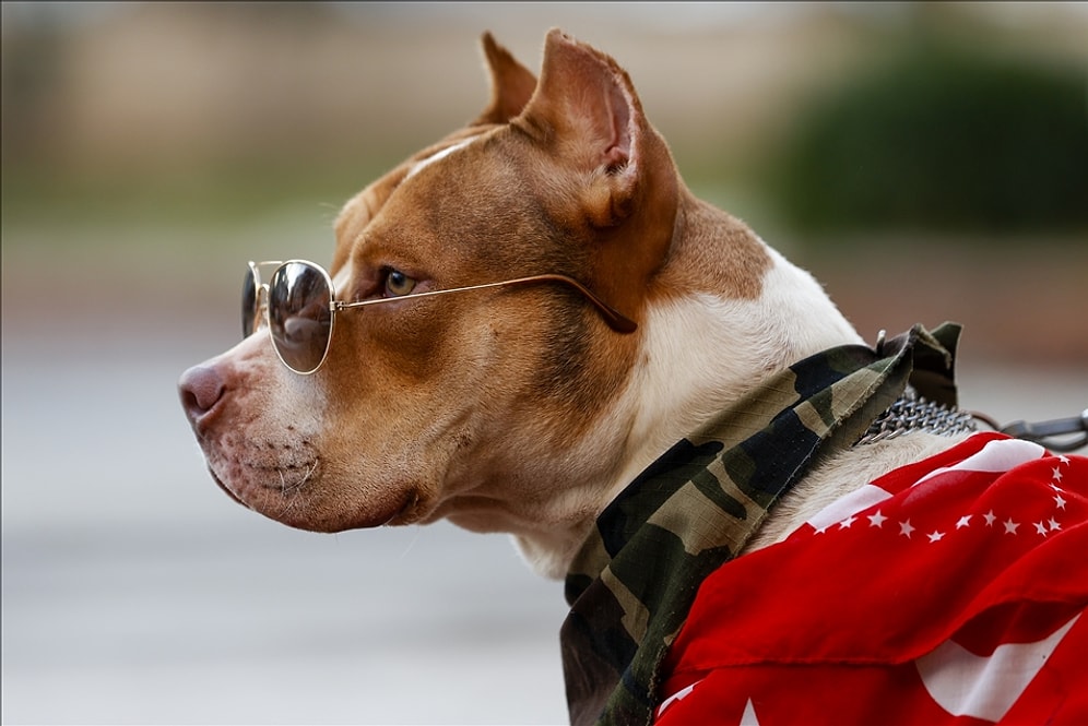 Mikroçip Takılacak: Sahipli Kedi ve Köpeklerin Kimliklendirilmesi Zorunlu Oluyor