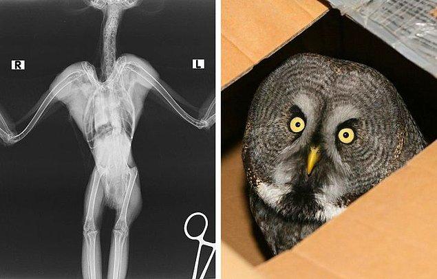 6. Bu röntgenin bir baykuşa ait olması çok garip...