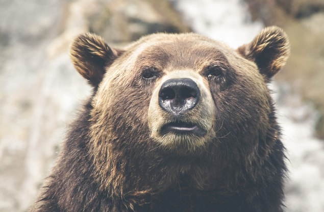 Alaska'da olmasına ihtimal veremeyeceğimiz enteresan bir durum yaşandı. Alaska'da bir kadın evin dışında konumlandırılmış bir tuvaleti kullandığı esnada bir ayı tarafından ısırıldı.