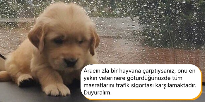 Trafikte Sahipsiz Bir Masum Hayvana Çarptığınızda Tüm Veteriner Masraflarını Sigorta Şirketleri Ödüyor mu?