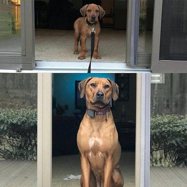 7. Какая стать!