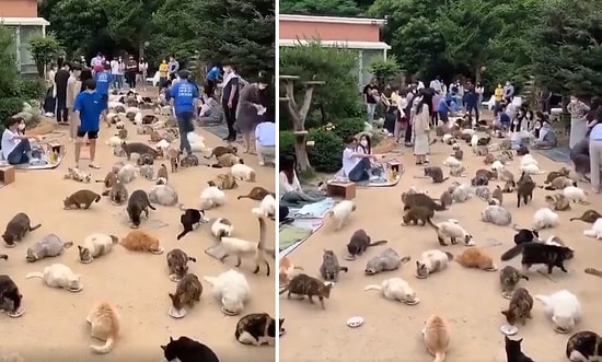 Güney Kore'de Bulunan Kedi Kafede Kaydedilen Muhteşem Görüntüler