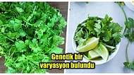Çoğu İnsanın Kişnişten Nefret Etmesinin Ardında Yatan Bilimsel Gerçek Sizi Epey Şaşırtacak!