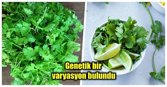 Çoğu İnsanın Kişnişten Nefret Etmesinin Ardında Yatan Bilimsel Gerçek Sizi Epey Şaşırtacak!