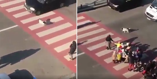 Yaya Geçidini Kullanan Çocuklar İçin Araç Geçişini Durdurmaya Çalışarak Güvenliği Sağlamaya Çalışan Köpek
