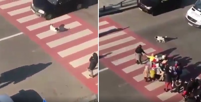 Yaya Geçidini Kullanan Çocuklar İçin Araç Geçişini Durdurmaya Çalışarak Güvenliği Sağlamaya Çalışan Köpek