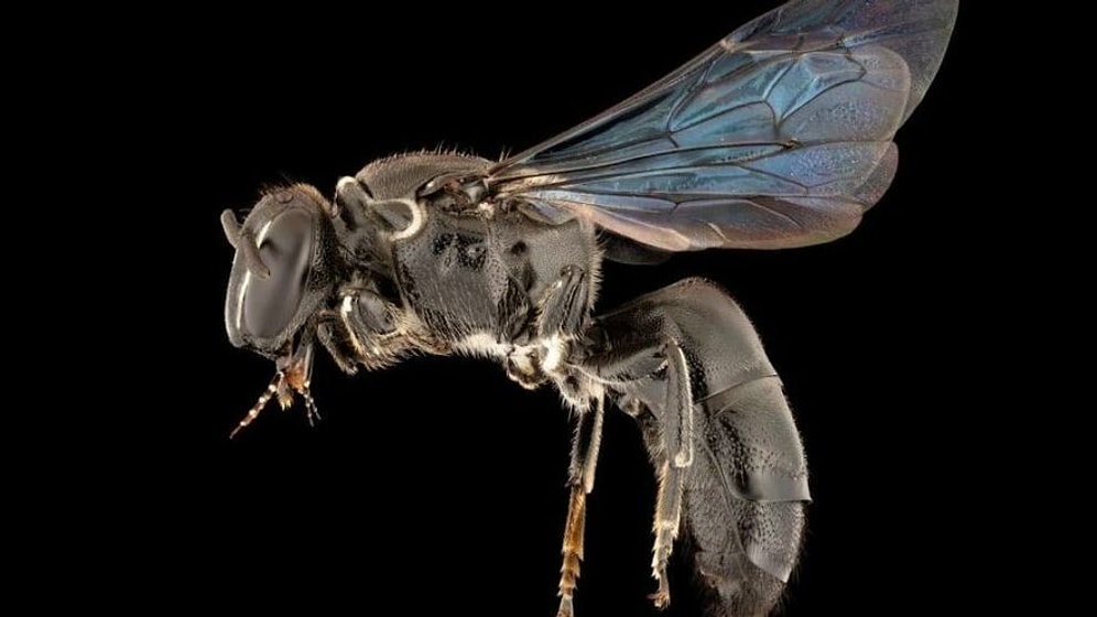 Bilim Dünyasını Şaşırtan Olay; 1923’ten Beri İlk Kez Görüldü