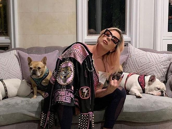 Lady Gaga'nın Kaçırılan Köpekleri Bulundu