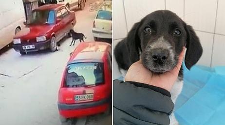 Emekli Polisin Aracıyla Ezdiği Yavru Köpeği Esnaf Kurtardı: 'Vicdanım Bırakmaya Elvermedi'