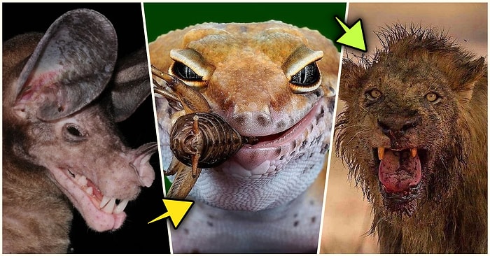 Doğanın Korkutucu Yüzünü İliklerinize Kadar Hissetmenize Sebep Olacak Birbirinden Ürkütücü 15 Yeni Fotoğraf