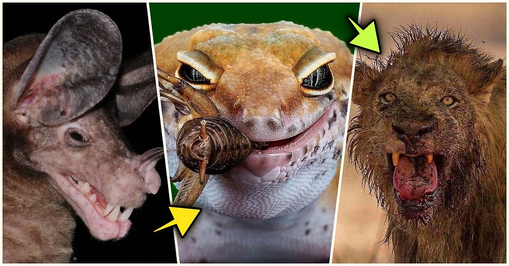 Doğanın Korkutucu Yüzünü İliklerinize Kadar Hissetmenize Sebep Olacak Birbirinden Ürkütücü 15 Yeni Fotoğraf