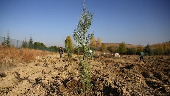 Hatay'da 'Turizm Ormanı' Kurulacak: Hedef 100 Bin Ağaç