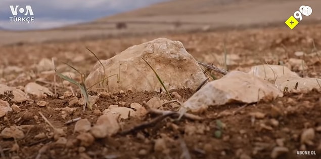 Sanılanın aksine toprağın taşlı olması bu durumda bir avantaj çünkü taş topraktaki nemi koruyor.