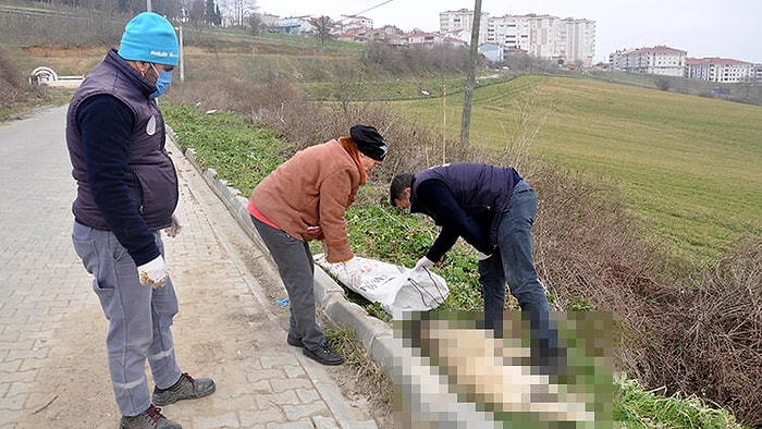 Yine Hayvana Şiddet: Ayaklarından Bağlanıp Dereye Atılan Köpek Öldü...