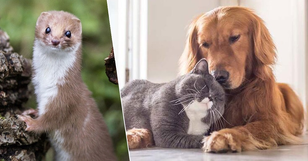 Kedi, Köpek ve Gelincik Sahiplerine Pasaport ve Mikroçip Takma Zorunluluğu