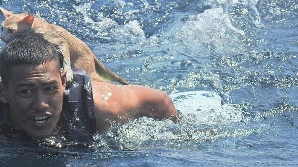 Bir denizci alabora olmuş gemiye doğru yüzerek kedileri kurtardı.