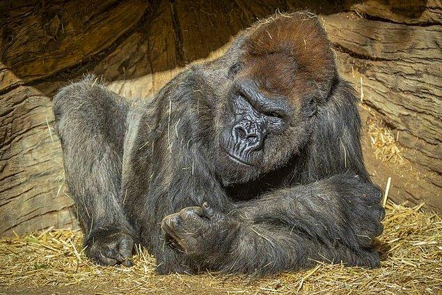 1994'te dünyada açık kalp ameliyatı geçiren ilk maymun olan Karen adında bir orangutan da dahil olmak üzere toplam dokuz büyük maymuna aşı uygulandı.