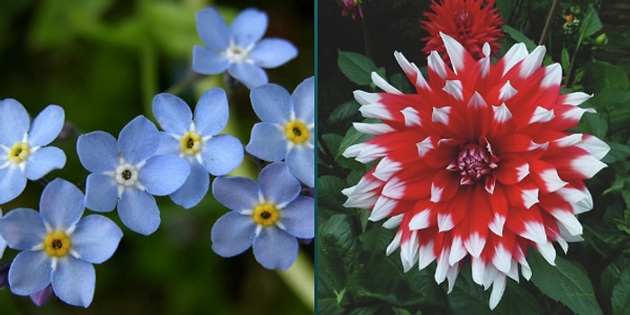 Baharda Açan Hangi Çiçek Seni Anlatıyor?